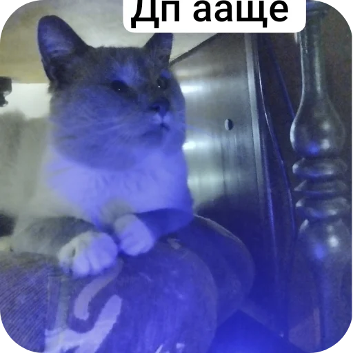 Кузя Кузя -