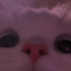 Kit Kit -