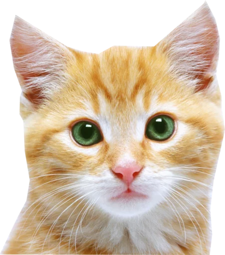 Cats Cats - животное
