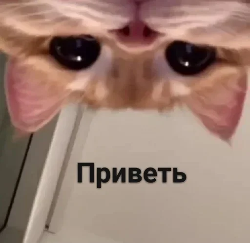 Стики из @Anonymnyi_chat_bot Стики из @Anonymnyi_chat_bot -