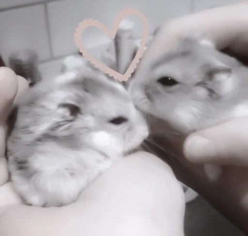 от меллисы.🤍 :: @fromjennrose :: @fStikBot от меллисы.🤍 :: @fromjennrose :: @fStikBot - млекопитающее