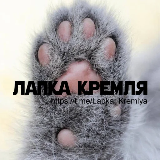 Лапка кремля Лапка кремля -