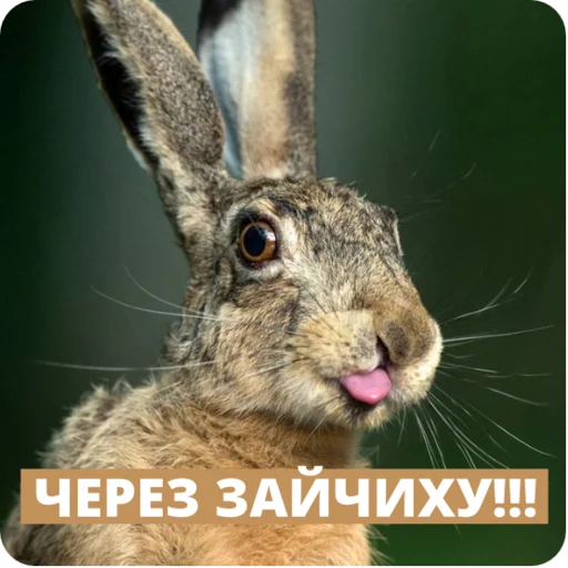 Зверушки Зверушки -