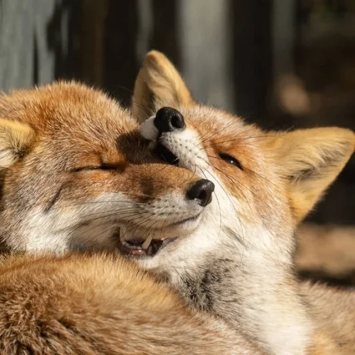 animal animal mammal outdoor