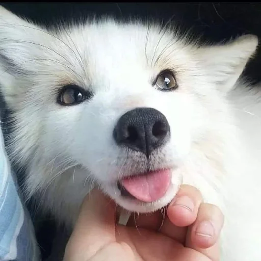 pet pet person snout