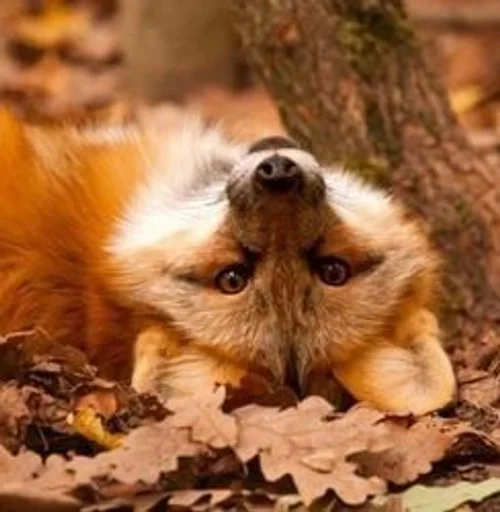 animal animal mammal outdoor