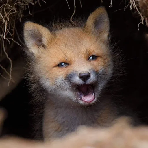 mammal mammal animal fox