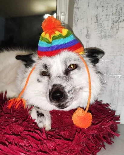 animal animal pet dog