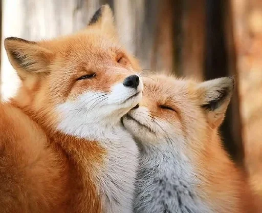 animal animal mammal fox