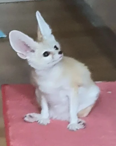 mammal mammal animal pet