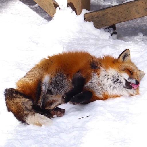 mammal mammal animal fox