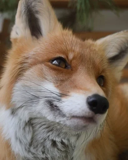animal animal mammal fox