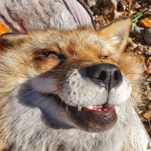 mammal mammal animal outdoor