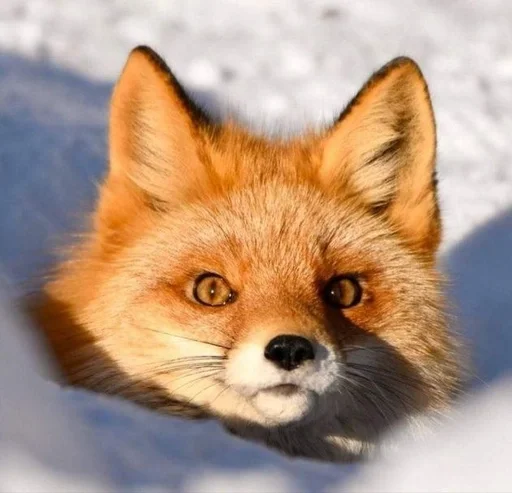 animal mammal fox