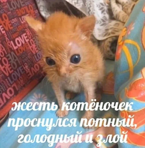 хуй на лбу 2. :: @fStikBot хуй на лбу 2. :: @fStikBot -