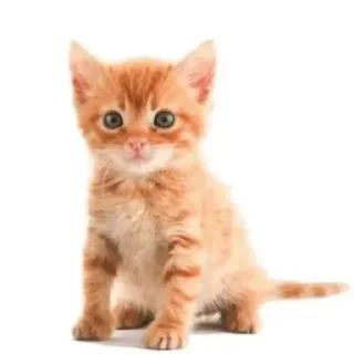Sticker Больше стиков тут: @stikery4 - 7
