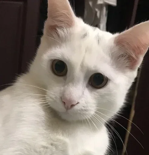 mammal mammal animal domestic cat