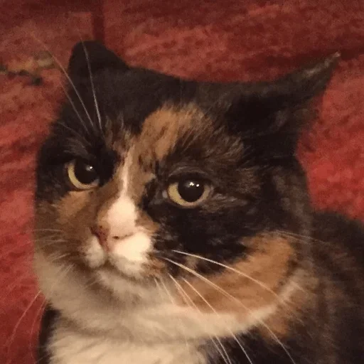 cat cat animal mammal