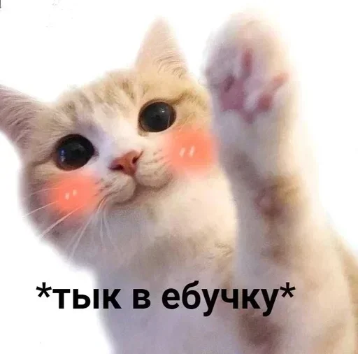 animal animal mammal cat
