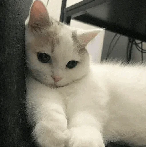 animal animal mammal domestic cat