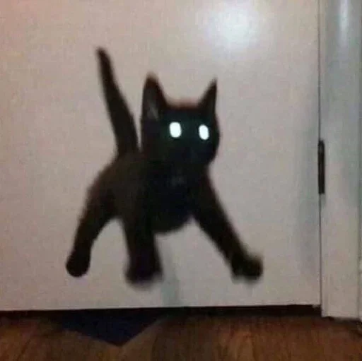 small to medium-sized cats small to medium-sized cats indoor felidae