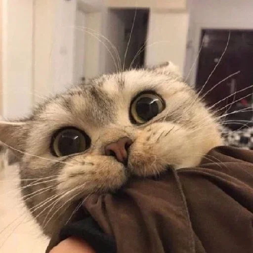 cat cat indoor small to medium-sized cats
