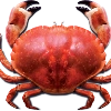 🦀 Local crab memes 🦀 🦀 Local crab memes 🦀 -