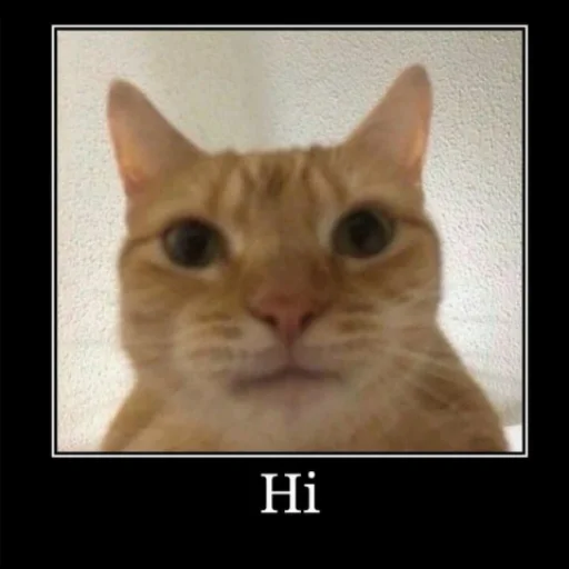 mammal mammal animal cat
