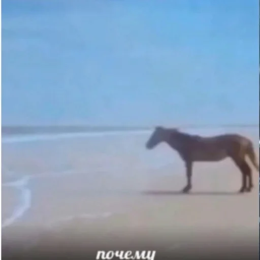 animal animal horse mammal
