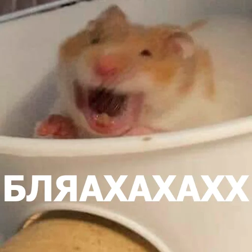 Funny Animals 4 (@t_stickers) Funny Animals 4 (@t_stickers) -