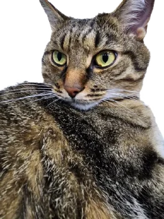 Sticker Лосось - 7 Sticker Лосось - 7