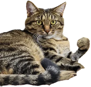 Sticker Лосось - 9 Sticker Лосось - 9