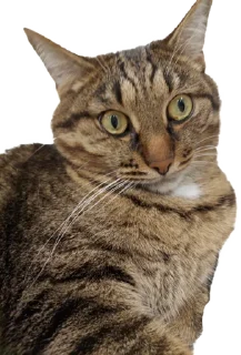 Sticker Лосось - 5 Sticker Лосось - 5