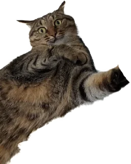 Sticker Лосось - 3 Sticker Лосось - 3
