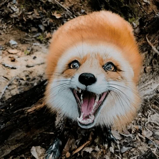 Оverdose of cutie? Оverdose of cutie? -