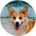 Welsh Corgi Welsh Corgi - домашнее животное