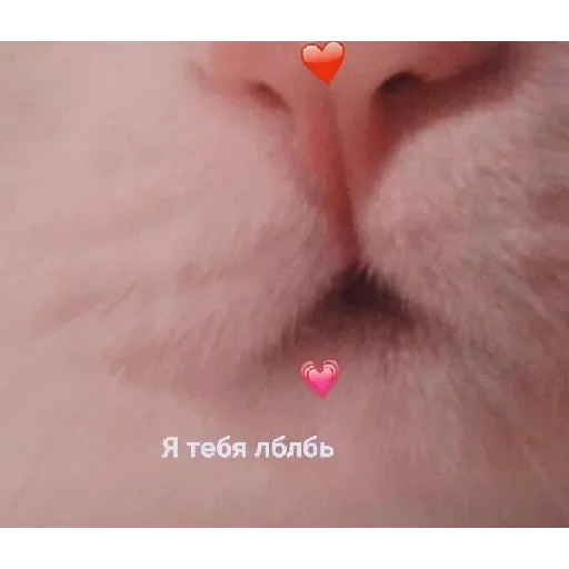 Lovecat by @stqrapp Lovecat by @stqrapp -