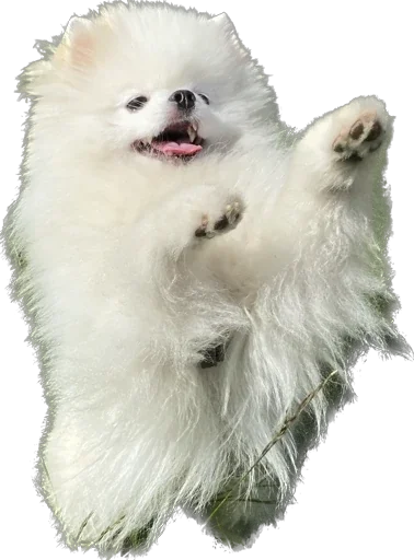 Lutik the Pomeranian Lutik the Pomeranian -