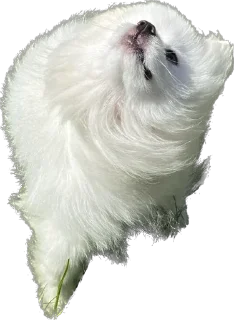 Стикер Lutik the Pomeranian - 0