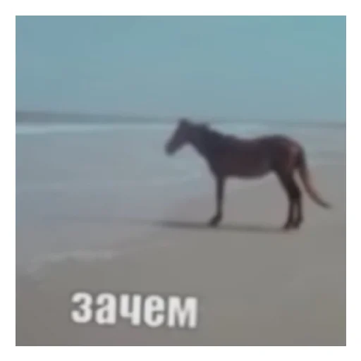 Лютые медведи Лютые медведи -