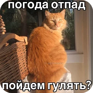 Стикер МАЁ - 0