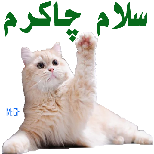 احوالپرسی احوالپرسی -