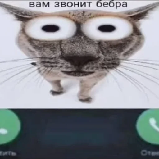 text text animal whiskers