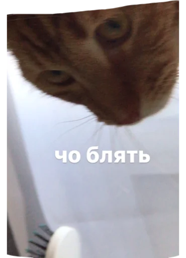 ору ору -