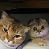 МУСЯРИЧАРД МУСЯРИЧАРД -