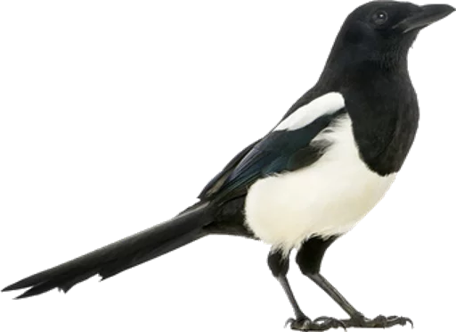 Magpie Magpie -