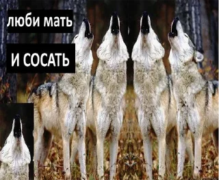 Sticker Согласны? Узнали? @StickersPackRobot - 8