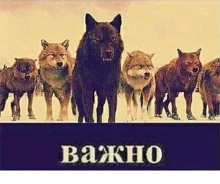 Sticker Согласны? Узнали? @StickersPackRobot - 11