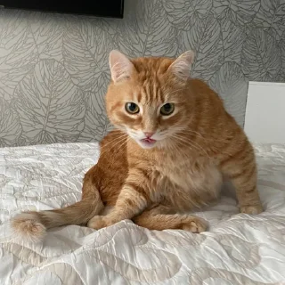 Sticker Твоя лисичка 🦊 - 5 Sticker Твоя лисичка 🦊 - 5