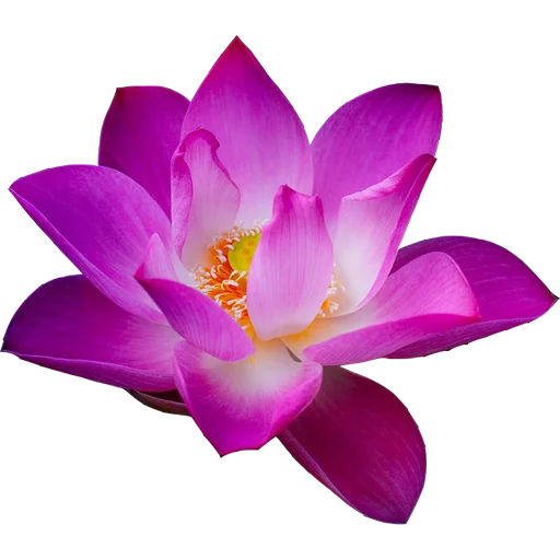 plant plant flower petal